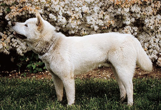 以前,除 a target="_blank" href="/item/韩国/6009333" data-lemmaid