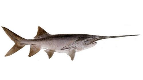 匙吻鲟苗种培育技术