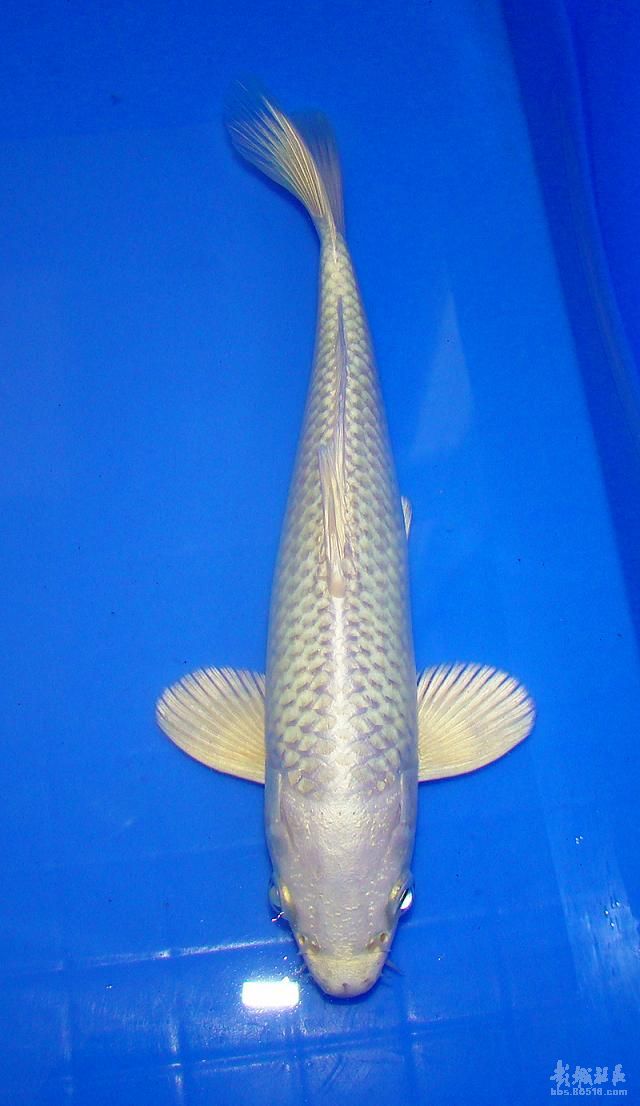  p>白金黄金锦鲤遍体金色的黄金锦鲤时下很受商务人士的青睐.