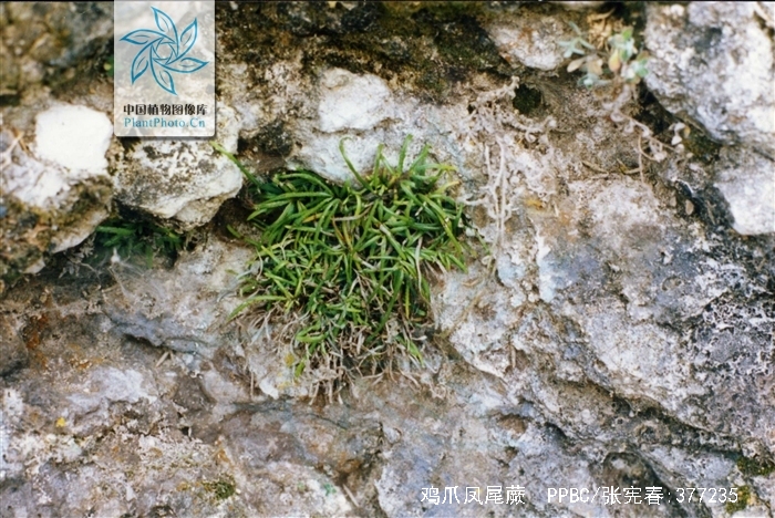  p>鸡爪凤尾蕨(学名:pteris gallinopes ching ex ching et s. h.