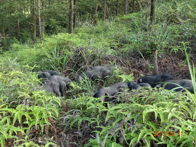  p>从江香猪,贵州省黔东南州 a target="_blank" href="/item/从江县