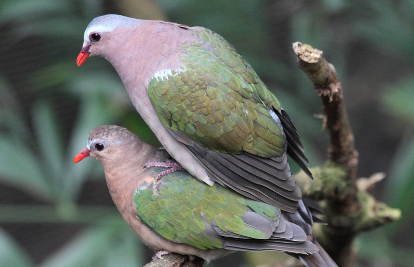  p>绿翅金鸠,鸟名,为鸠鸽科金鸠属的鸟类,俗名 a target="_blank"