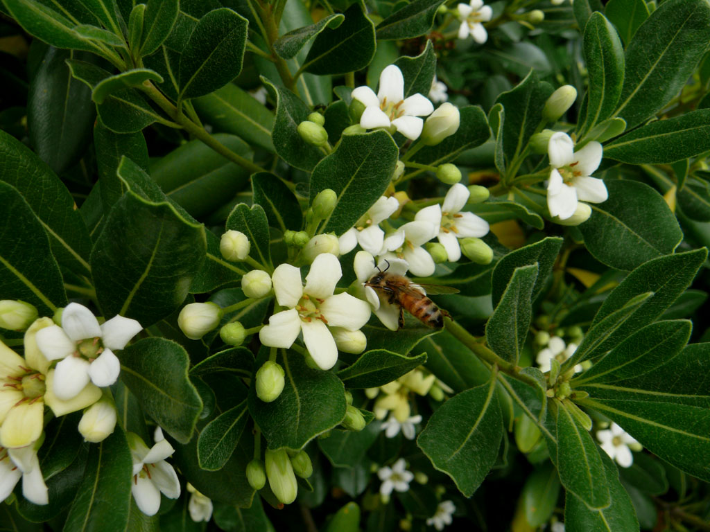  p>海桐(学名: i>pittosporum tobira /i>) ,是 a target="_blank"