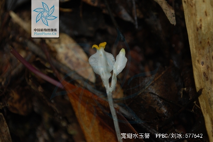  p> b>宽翅水玉簪 /b>(学名: i>burmannia nepalensis /i>)是水玉簪科