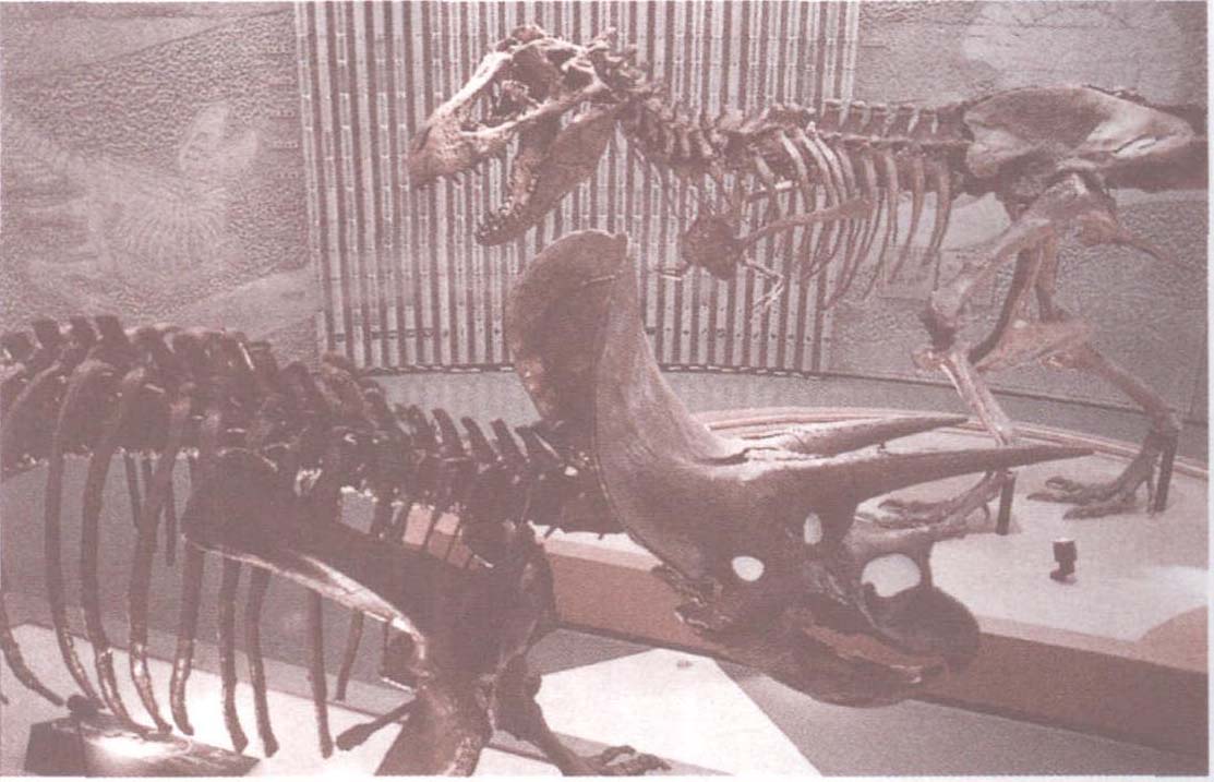 data-lemmaid="1561066">沱江龙 /a>的一种,化石主要分布在中国四川省