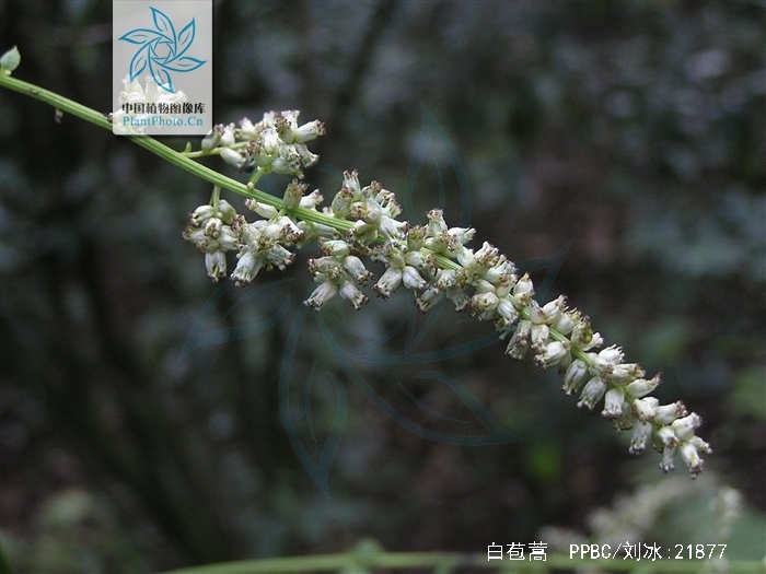 是菊科,蒿属多年生 a href="#" data-lemmaid="541696">草本 /a>植物