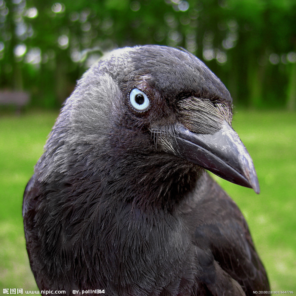 p>细嘴乌鸦,也称小嘴乌鸦(英文名:carrion crow,拉丁学名: corvus