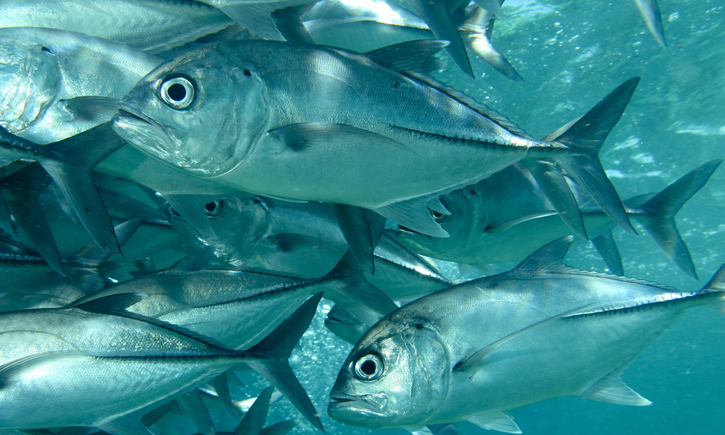  p>六带鲹,学名: i>caranx sexfasciatus /i> (quoy et gaimard, 1825