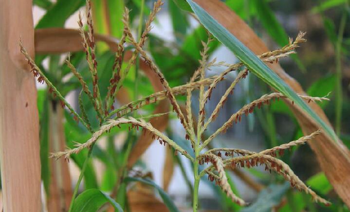 墨西哥野玉米(学名:euchlaena mexicana schrad)是禾本科类蜀黎属