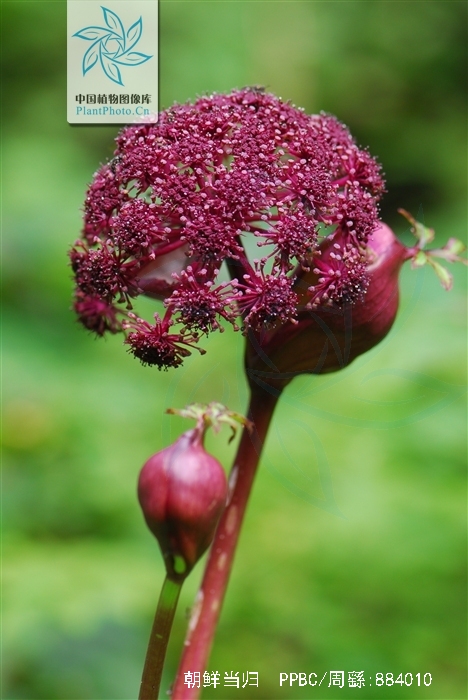 植物朝鲜当归,学名为angelica gigas nakai