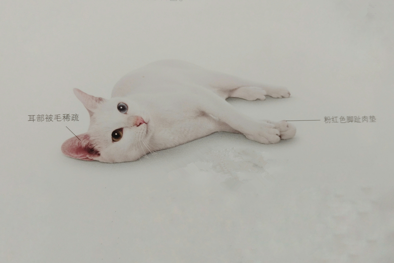 泰国曼尼猫