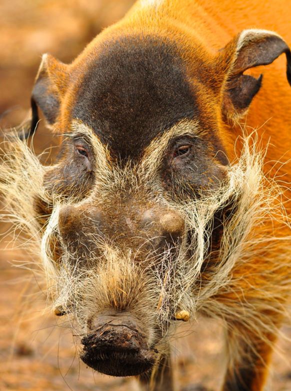  p>假面野猪(学名: i>potamochoerus larvatus /i>):体长100-150厘米