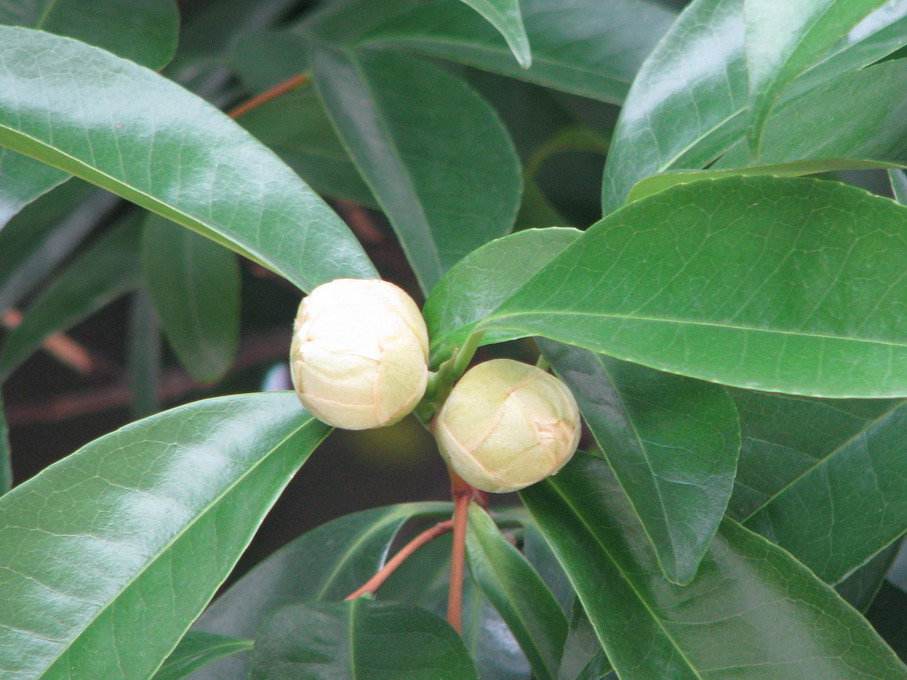  p data-id="gnanvjh1ml">常绿乔木.叶革质,互生,边缘有锯齿,具柄.