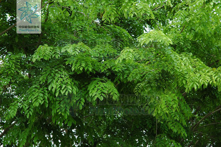  p>紫檀(拉丁学名: i>pterocarpus indicus /i>  willd.