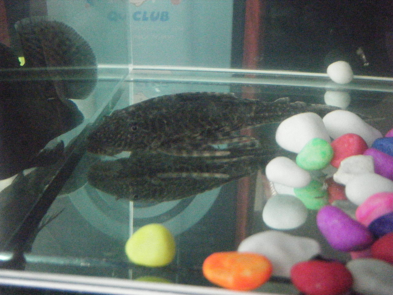  p>盾鳞 (placoid scale )是一种 a href="#" data-lemmaid="6194678"