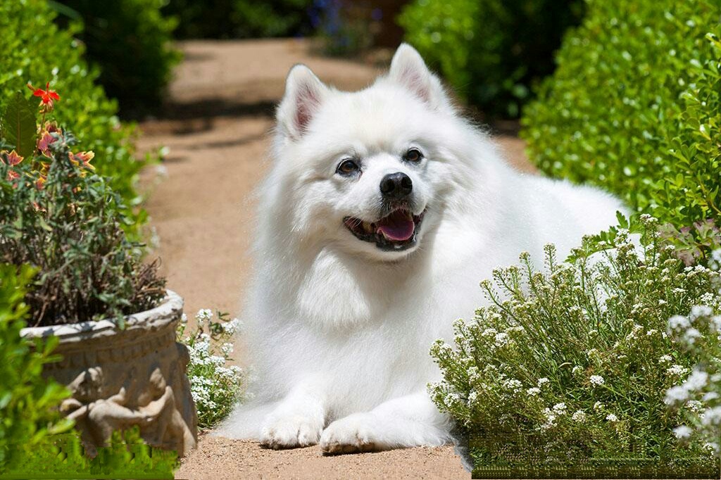 美洲爱斯基摩玩具犬