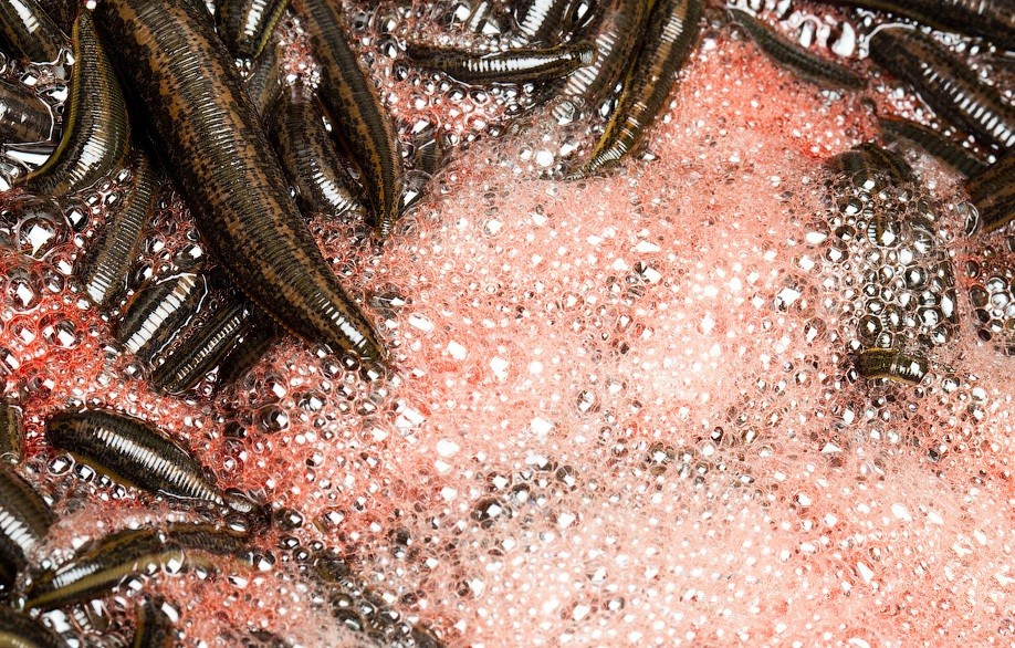  p>血蛭又称 a target="_blank" href="/item/吸血虫/6796051" data