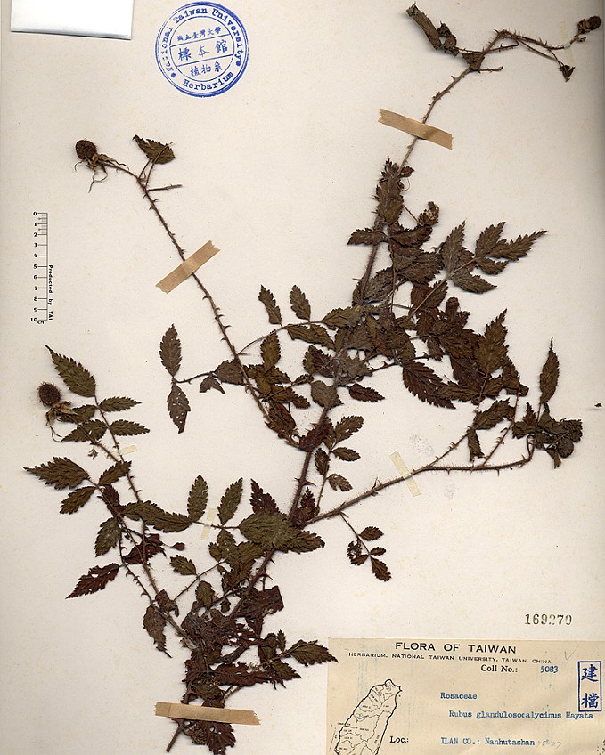  p>红腺悬钩子(学名: i>rubus sumatranus /i> miq.