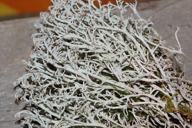  p>鹿蕊(cladonia rangiferina),也叫驯鹿地衣,是一种浅色灌木状的 a
