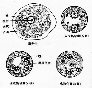 1912) /p> p>形态与 a target="_blank" href="/item/溶组织内阿米巴