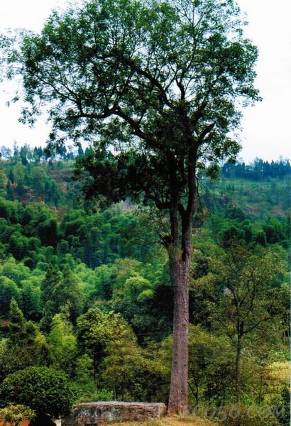 虬龙擎天黄连木