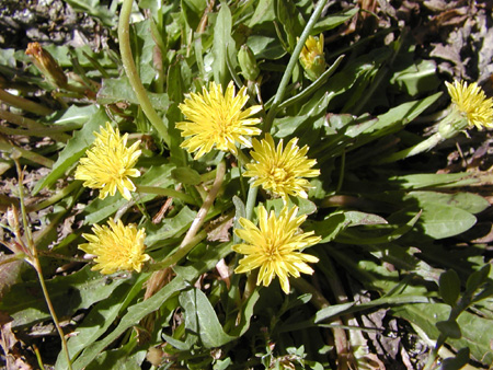 是菊科蒲公英属植物.