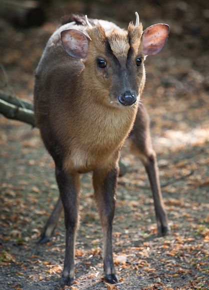 muntiacus reevesi micrurus