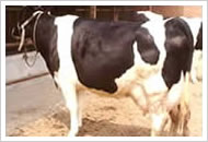 又称荷兰牛,黑白花奶牛