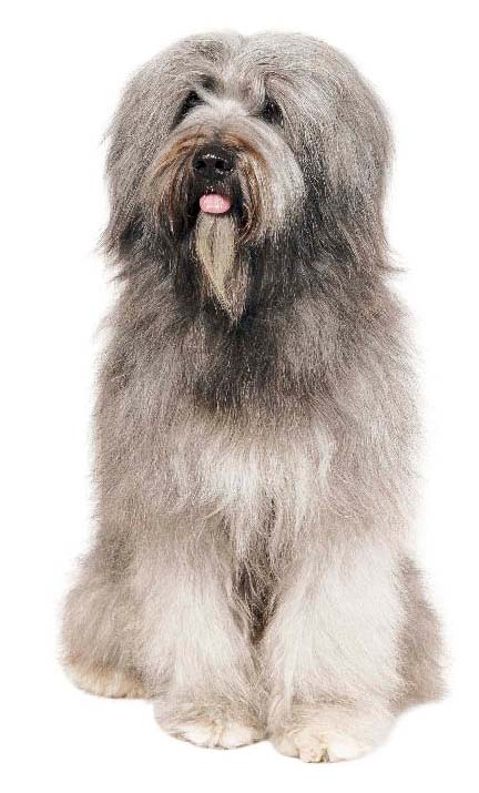 加泰罗尼亚牧羊犬