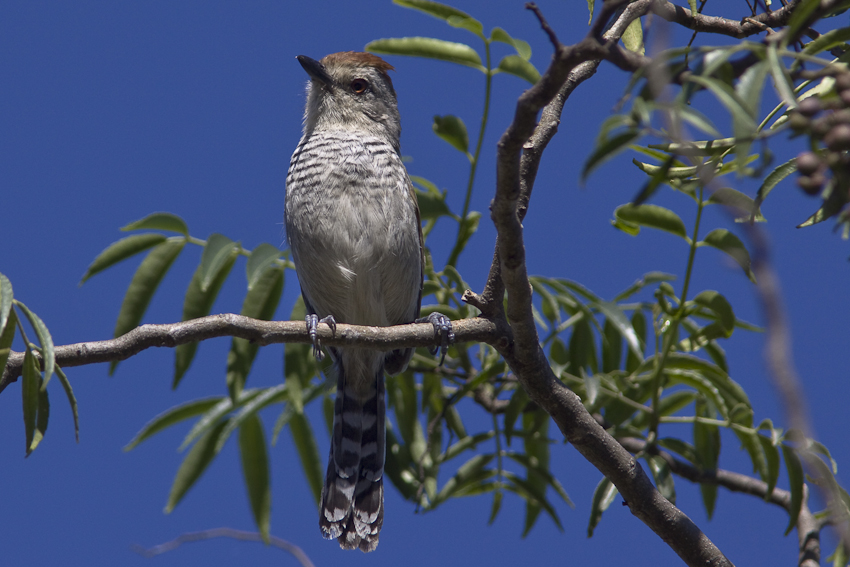 thamnophilus ruficapillus