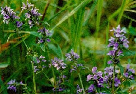 常用于小儿食积,目赤肿痛,湿热泻痢,肝炎,瘰