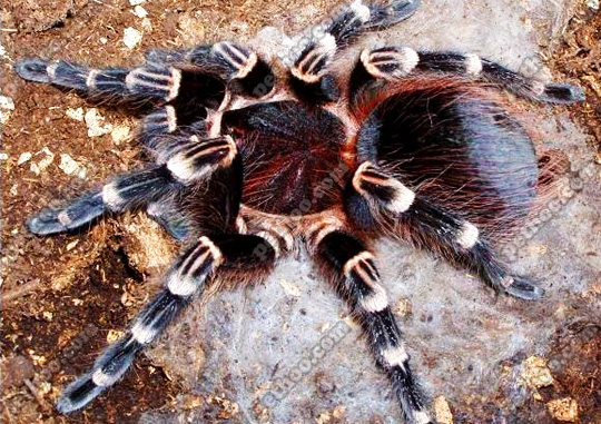 巴西巨人白膝头蜘蛛