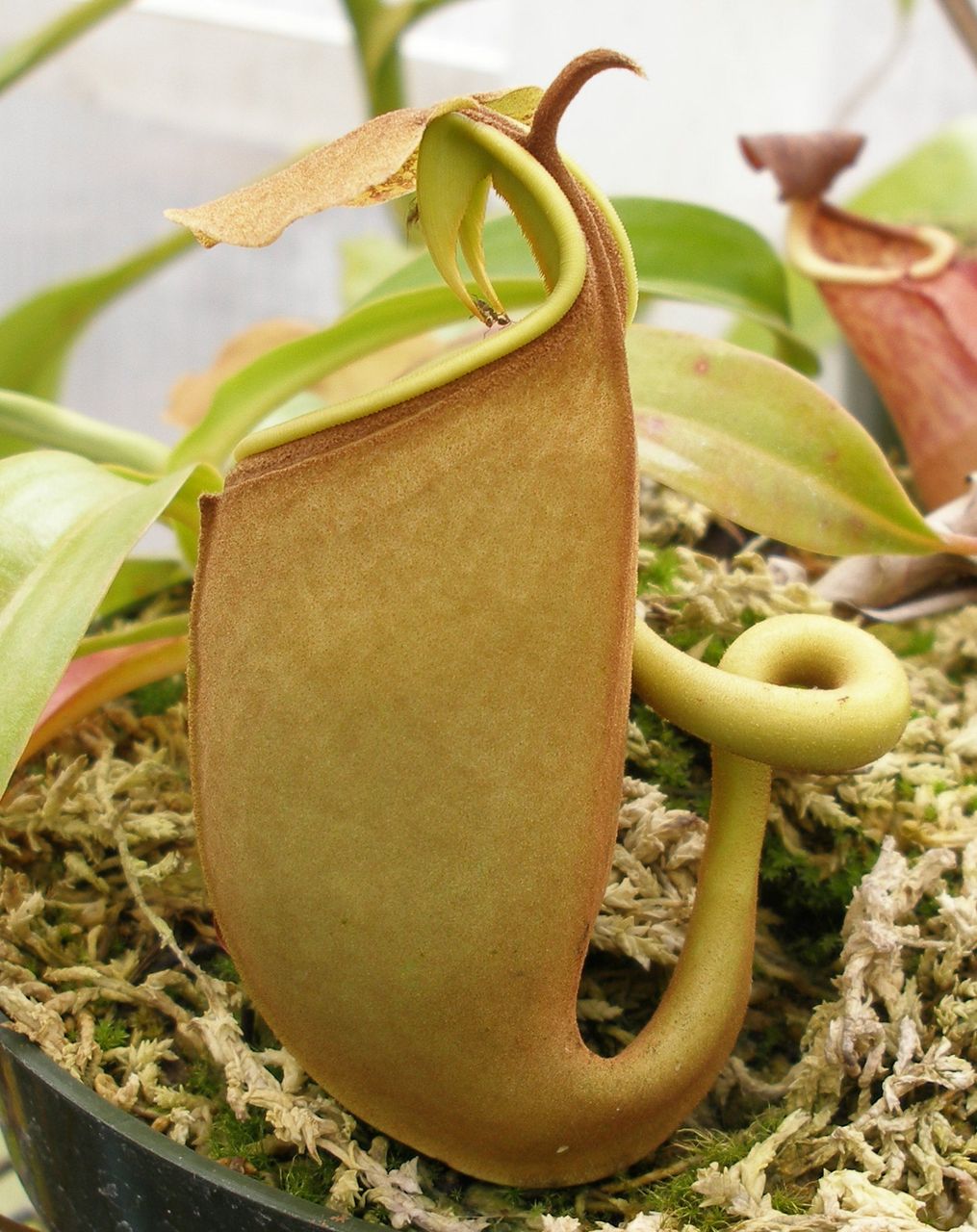 猪笼草是<a target="