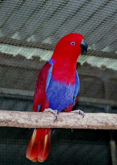  p>所罗门岛折衷鹦鹉(solomon island eclectus parrot,solomon