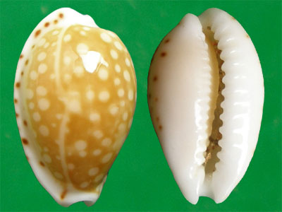  p>满天星宝螺(学名:cribrarula gaskoinii gaskoinii)是腹足纲宝螺科