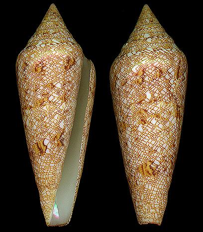  p>海之荣光芋螺(conus gloriamaris )是一种芋螺科cylinder属类生物