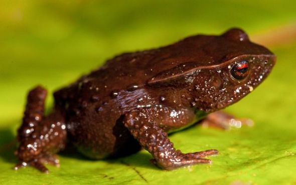 href="/item/蟾蜍/248270" data-lemmaid="248270">蟾蜍 /a>种类,在