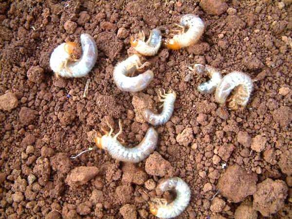  p>鞘翅目(学名:coleoptera)是昆虫纲中乃至动物界种类最多,分布最广