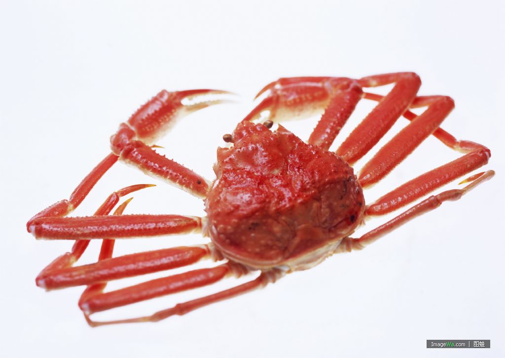  p>帝王蟹又名石蟹或岩蟹,即石蟹科的甲壳类,不是真正的螃蟹,它们主要
