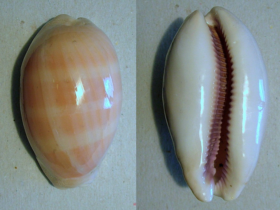 lyncina leviathan titan