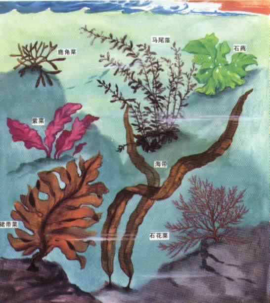 data-ctrid="sxvfkkeoh4ml">"海藻",本品为马尾藻科植物海嵩子
