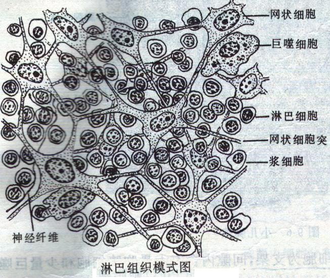 p>埃博拉病毒(ebola virus)又译作伊波拉病毒.