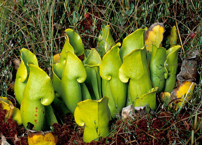 purple pitcherplant