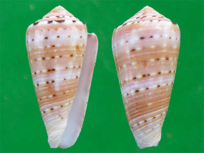  p>彩虹芋螺(学名:pionoconus aurisiacus)壳表有浅红色横带,贝壳厚实