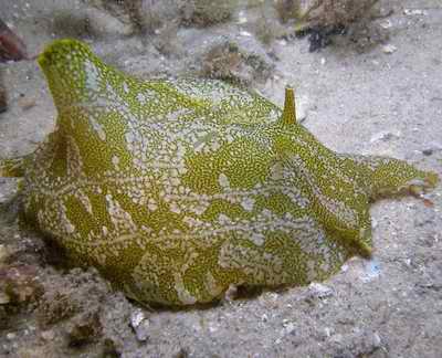 syphonota geographica