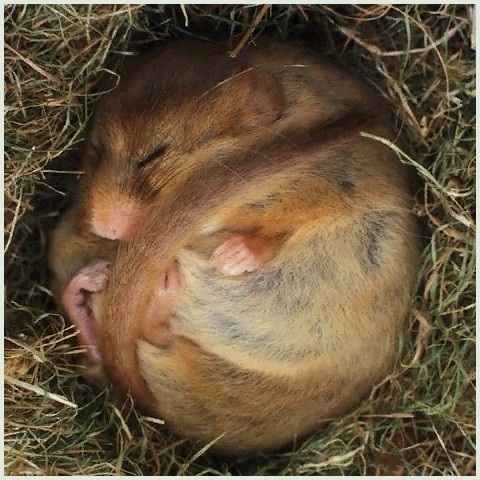 睡鼠