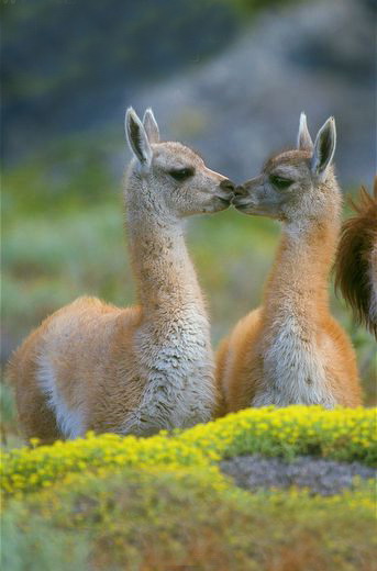 guanicoe /i>)是一种温顺的 a target="_blank" href="/item/食草动物