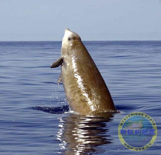  p>剑吻鲸 喜栖息于 a target="_blank" href="/item/深海区/2019915"