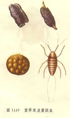  p>云南紫胶虫是一种胶蚧科昆虫,主产于云南省,也见于福建,贵州,四川