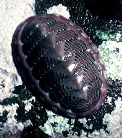  p data-id="tif3dfb4nnli">石鳖多板纲软体动物的通称.